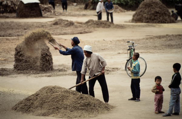 Threshing grain, China