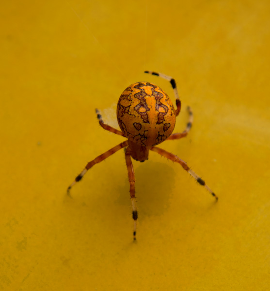 Orange Marbled Orb Weaver spider