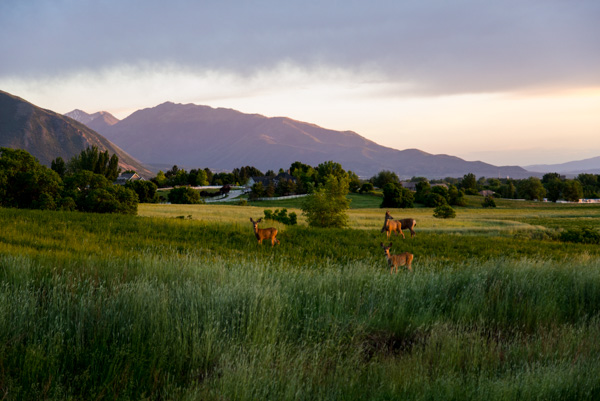 Deer, Mapleton, Utah