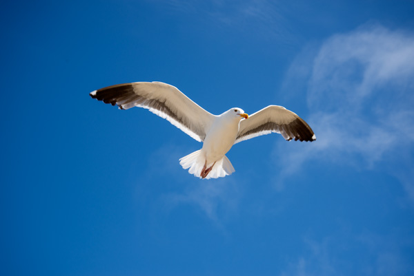 Seagulls, Morro Bay, California