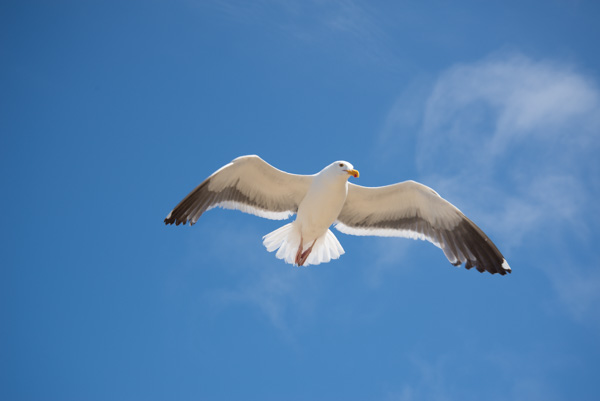 Seagull Morro Bay California
