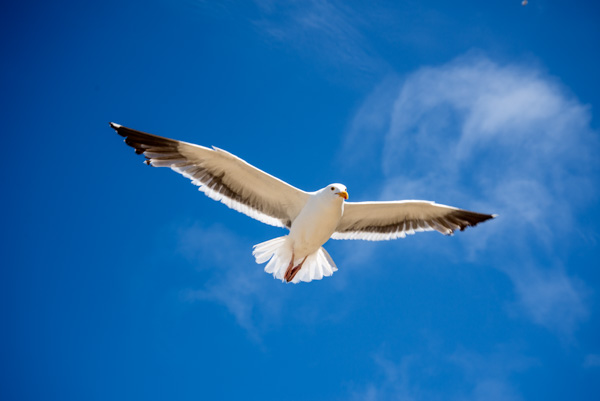 Seagulls, Morro Bay, California