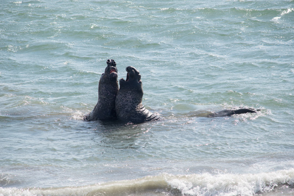 Seals, California coast