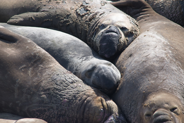 Seals, California coast