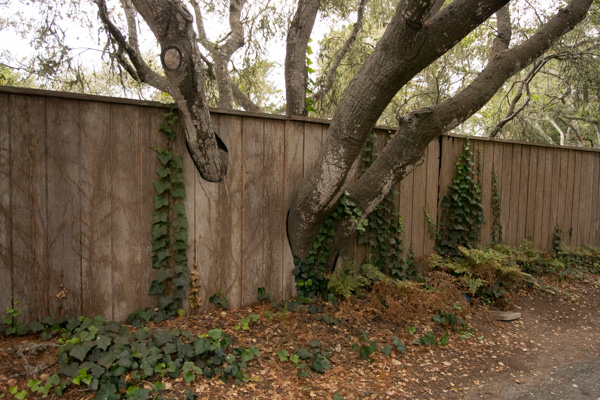 Trees in fence, Carmel, California