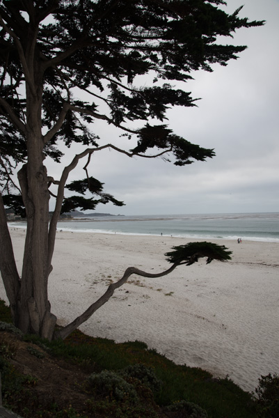 Beach and trees, Carmel, California