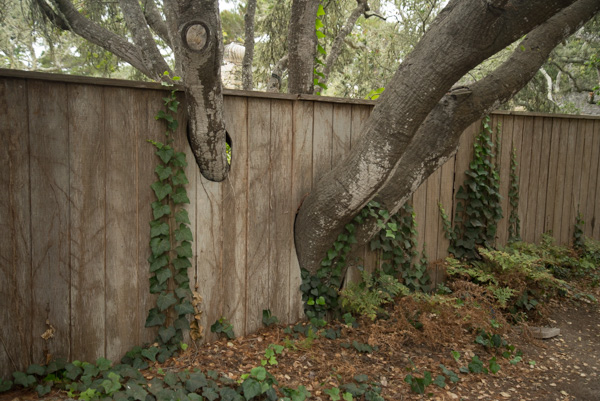Trees and fence, Carmel, California