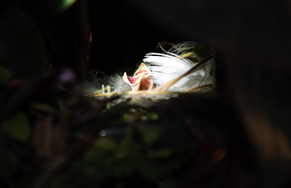 Baby birds, Mapleton, Utah