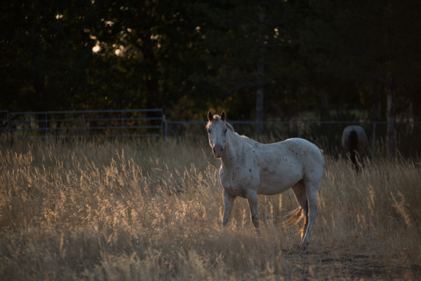 Horses, Mapleton, Utah