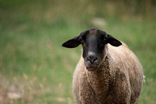 Sheep, Mapleton, Utah