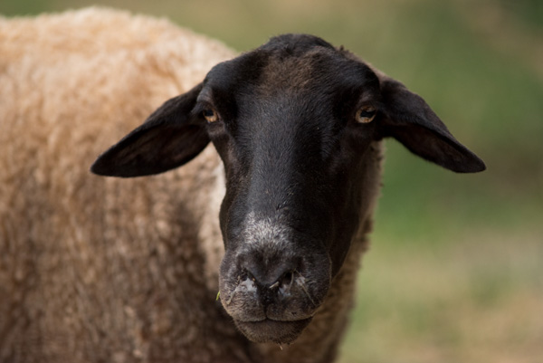 Sheep, Mapleton, Utah