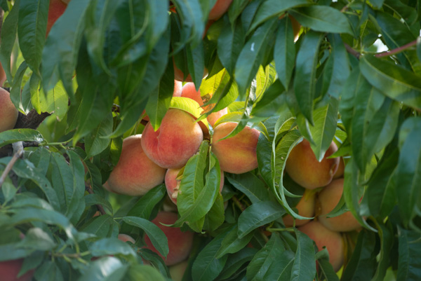 Peaches, Mapleton, Utah