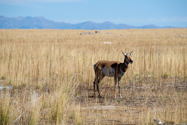 Antelope at Antelope Island, Utah