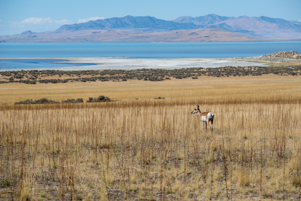 Antelope at Antelope Island, Utah