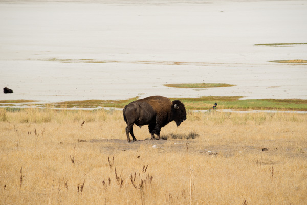 Buffalo at Antelope Island, Utah
