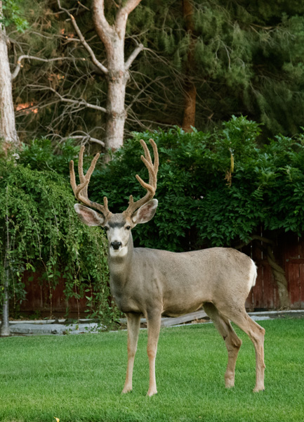 Elk, Mapleton, Utah