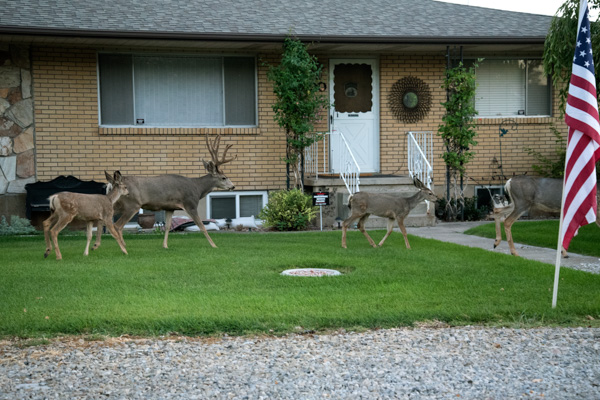 Deer, Mapleton, Utah