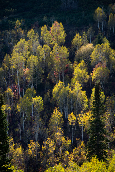 Fall Color at Alpine Loop