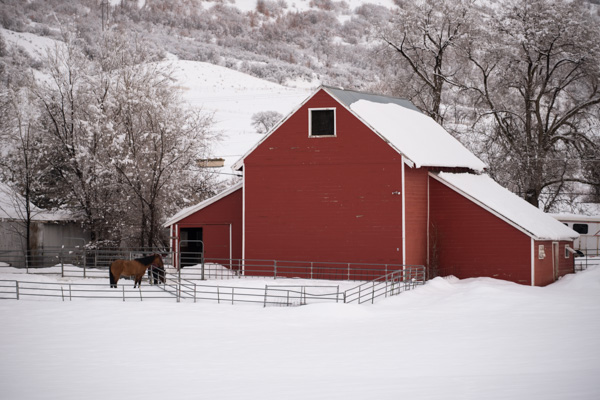 Snow, Mapleton, Utah