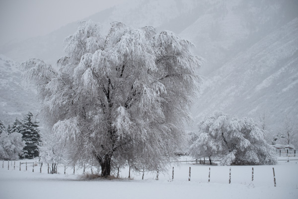 Snow, Mapleton, Utah