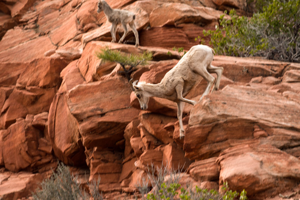 Mountain Goats, Zion National Park