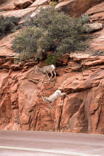 Mountain Goats, Zion National Park
