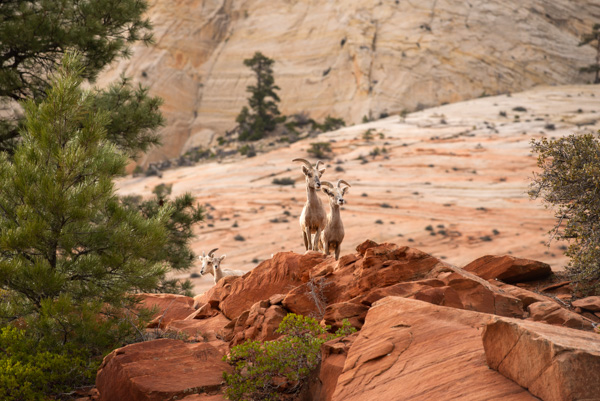 Mountain Goats at Zion National Park, Utah