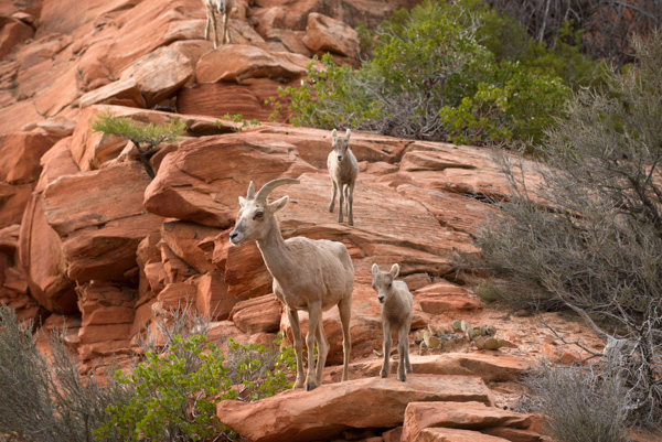 Mountain Goats at Zion National Park, Utah