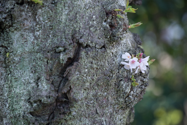 Cherry blossom on tree, Sensoji Temple, Tokyo, Japan.