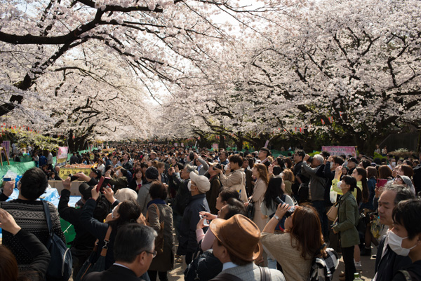 Cherry blossoms, Ueno Park, Tokyo, Japan