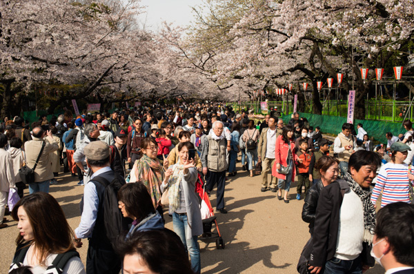 cherry blossoms, Ueno Park, Tokyo, Japan