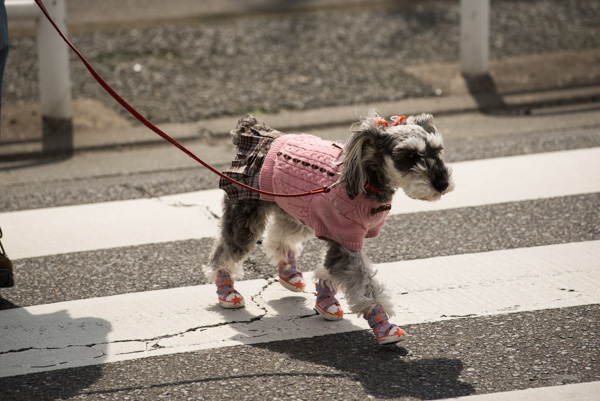 Dog, Tokyo, Japan