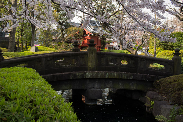 Bridge and cherry blossoms, Sensoji Temple, Tokyo, Japan.