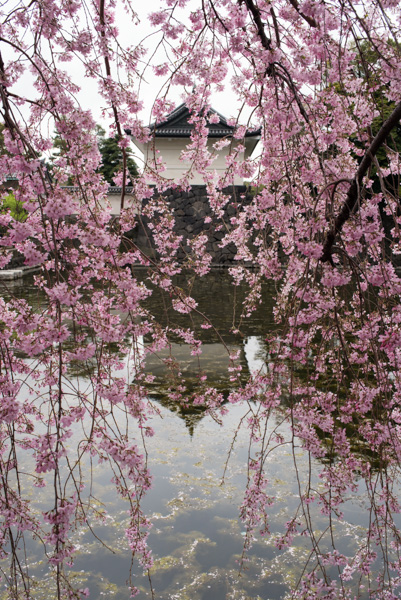 Corner tower, cherry blossoms, moat, Imperial Palace, Tokyo, Japan