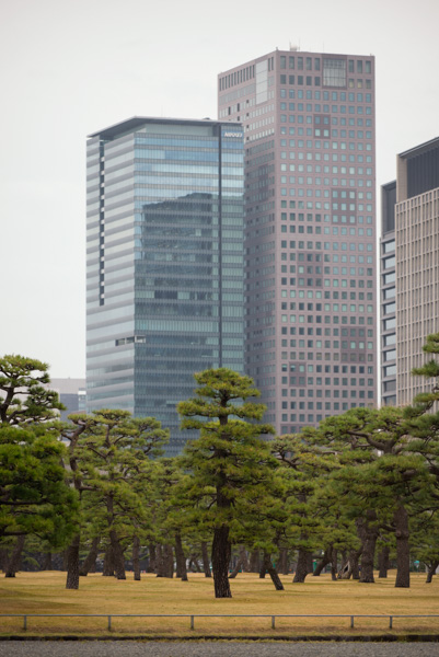 Pine trees, Imperial Palace, Tokyo, Japan