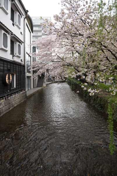 Cherry blossoms and canal, Kyoto
