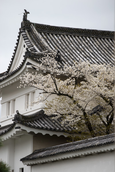 Tower and blossoms, Nijo-jo Castle, Kyoto, Japan