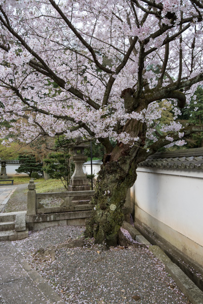Cherry blossoms at Sanjo-kokaji temple, Kyoto