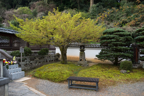 Tree at Sanjo-kokaji temple, Kyoto