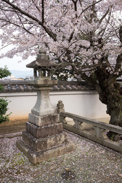 Stone lantern and cherry blossoms, Kyoto