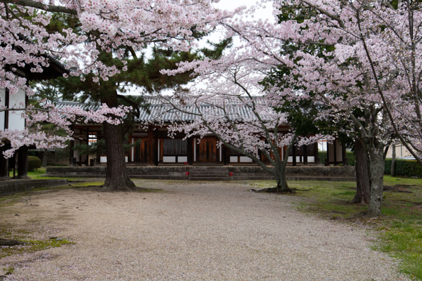 Cherry blossoms, Horyu-ji