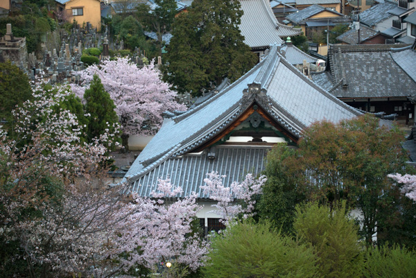 Cherry blossoms and roofs, Kyoto