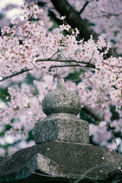 Cherry blossoms and stone lantern, Kyoto