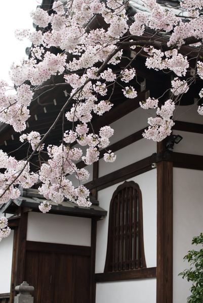 Cherry blossoms and window, Hagashiyama, Kyoto