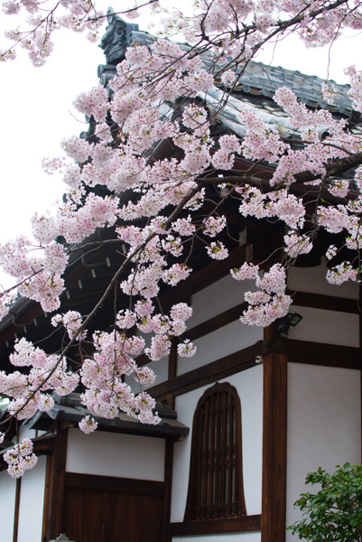 Cherry blossoms and bell-SHAPED WINDOW, Kyoto