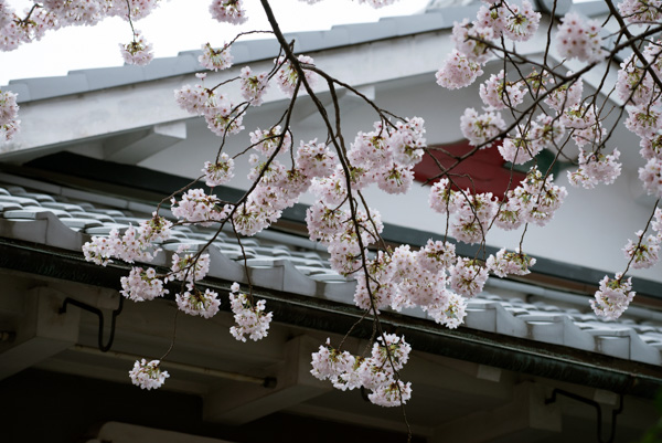 Cherry blossoms and tiled roof, Kyoto