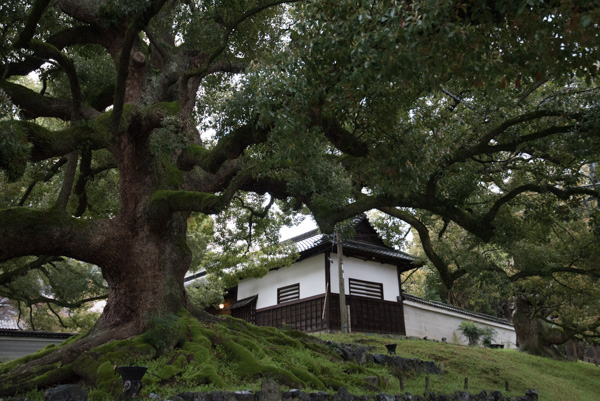 Trees and traditional building, Kyoto