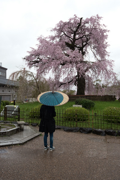 Woman with umbrella and cherry blossoms, Kyoto