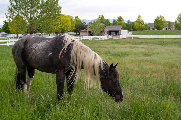 Horse, Mapleton, Utah