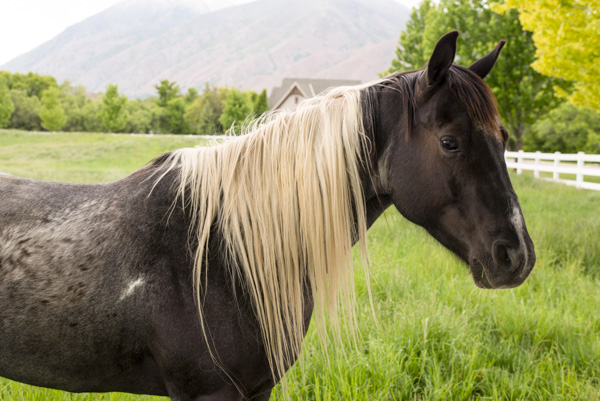 Horses, Mapleton, Utah